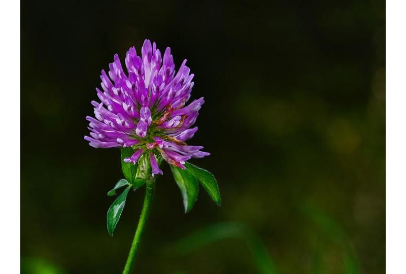 Red Clover Extract in Beauty Products