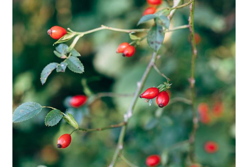 Everything You Need To Know About Rosehip Seed Oil