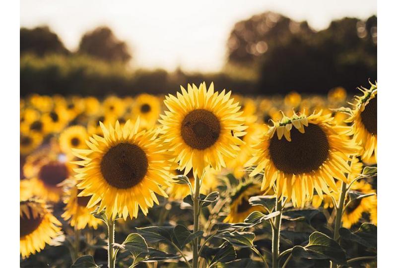 Everything You Need To Know About Sunflower Oil in Skin Care